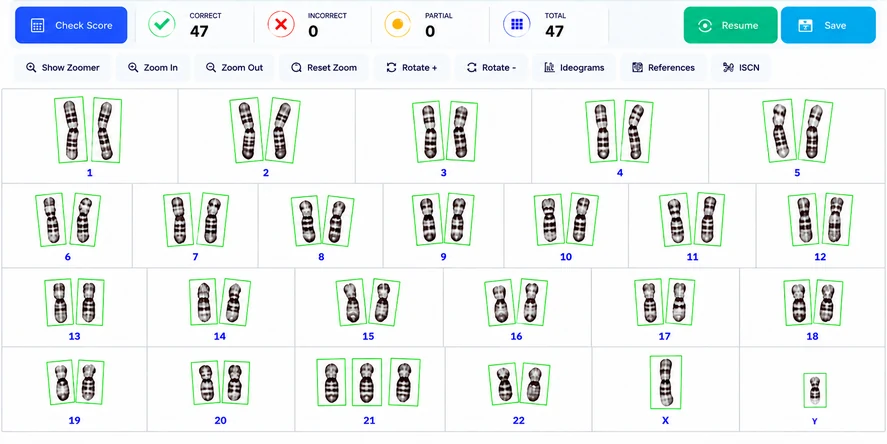 A completed karyogram in the Karyotutor workbench, with every chromosome pair placed and scored